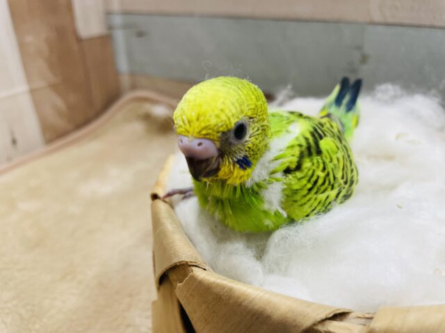 セキセイインコ