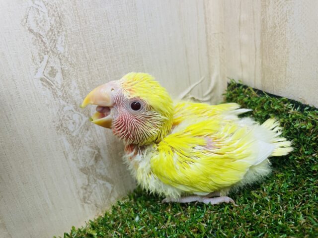 コザクラインコ（小桜インコ）