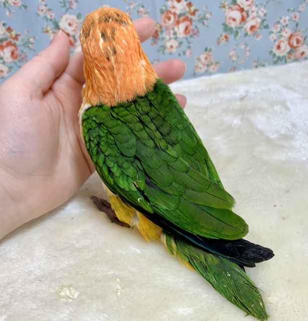 シロハラインコ