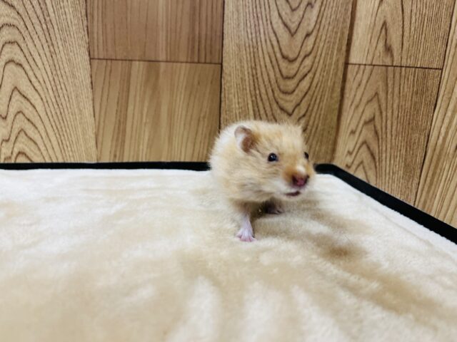 ゴールデンハムスター