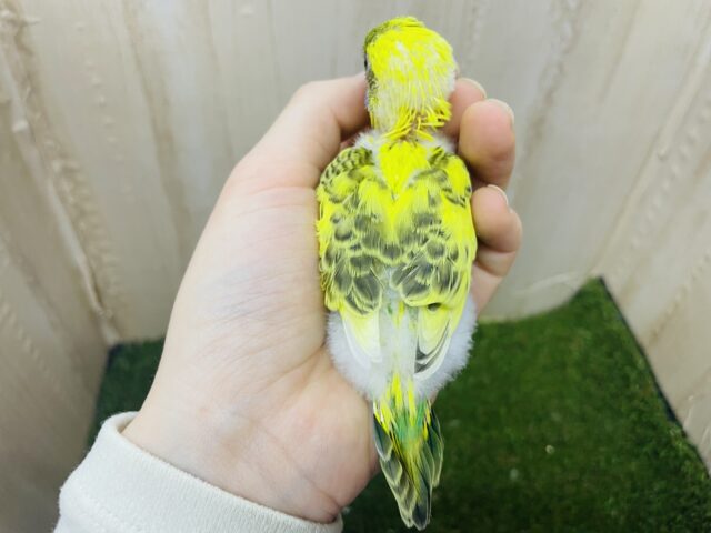 セキセイインコ