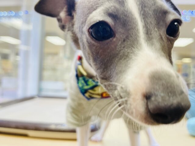 イタリアングレーハウンド