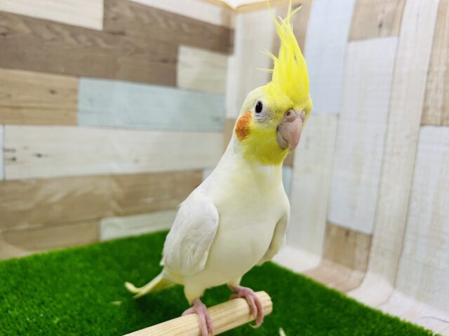 オカメインコ