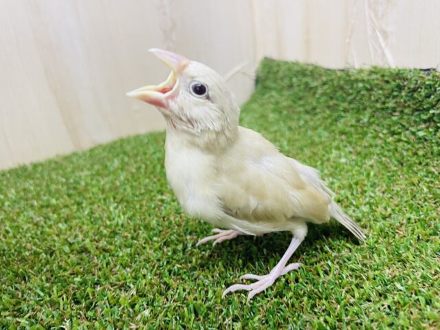 シナモン文鳥