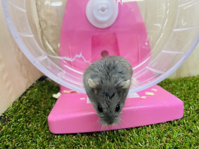 ロボロフスキーハムスター