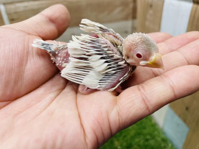 シルバーイノ文鳥