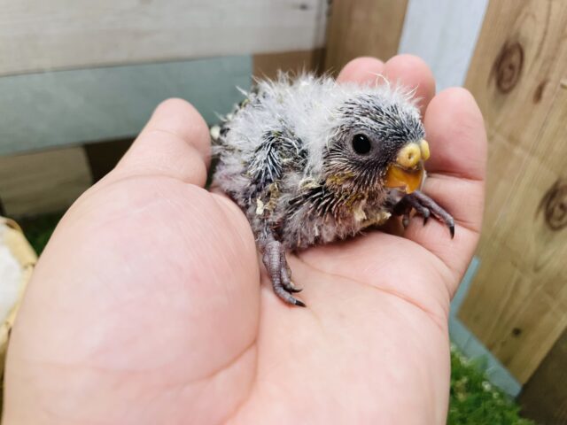 アキクサインコ（秋草インコ）