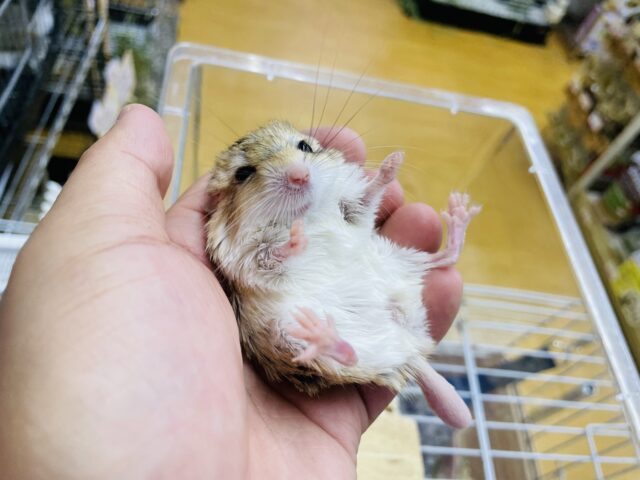 マカロニマウス（ファットテールジャービル、オブトアレチネズミ）