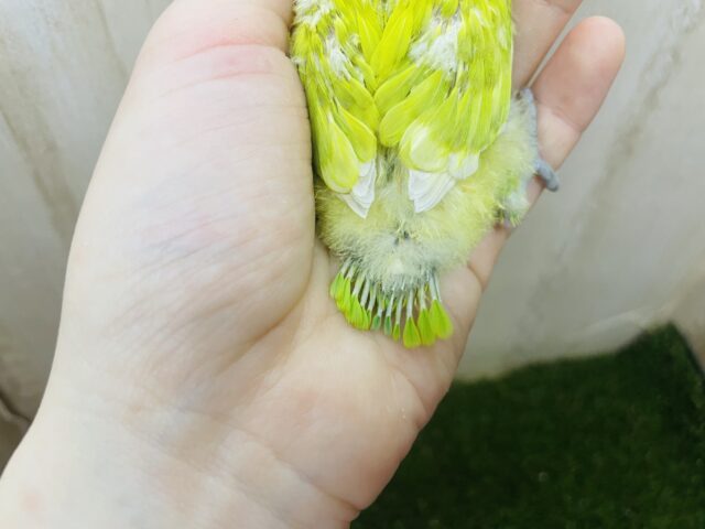 ヤマブキボタンインコ