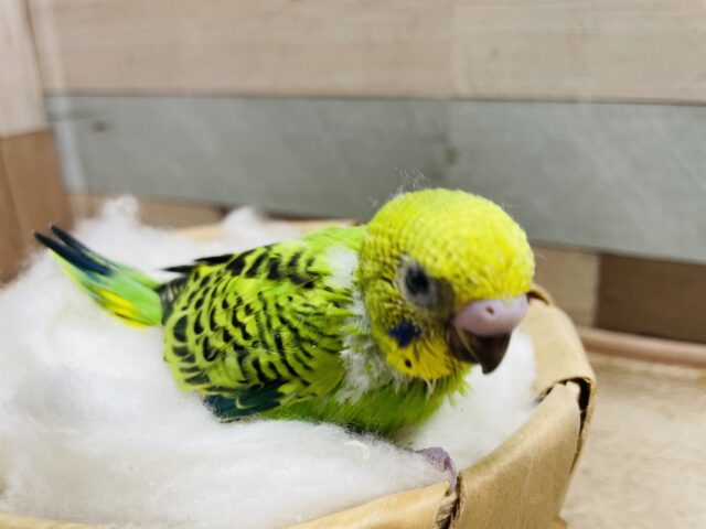 セキセイインコ