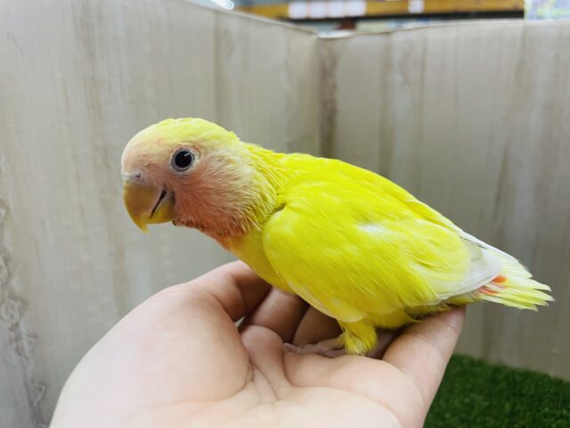 コザクラインコ（小桜インコ）