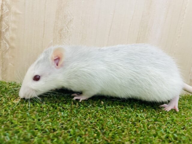 ファンシーラット