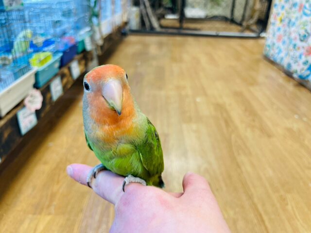 コザクラインコ（小桜インコ）