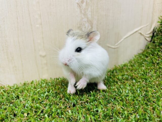 ロボロフスキーハムスター