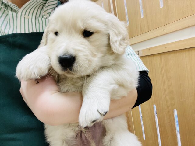 ゴールデンレトリバー