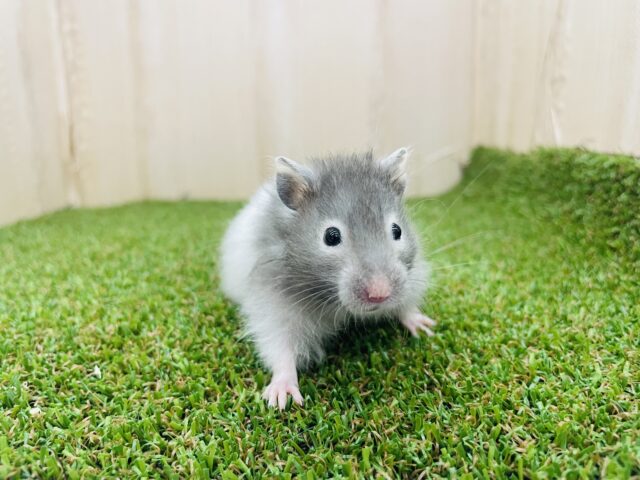 ゴールデンハムスター