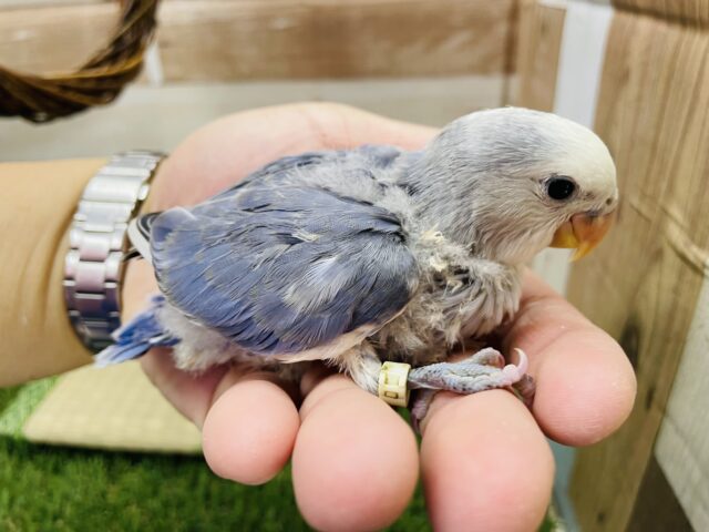 コザクラインコ（小桜インコ）
