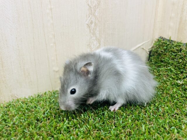 ゴールデンハムスター