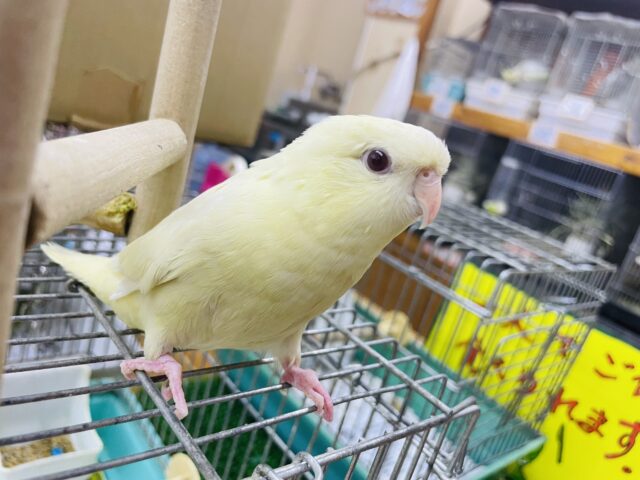 サザナミインコ