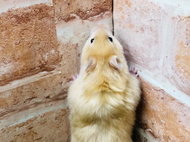 ゴールデンハムスター