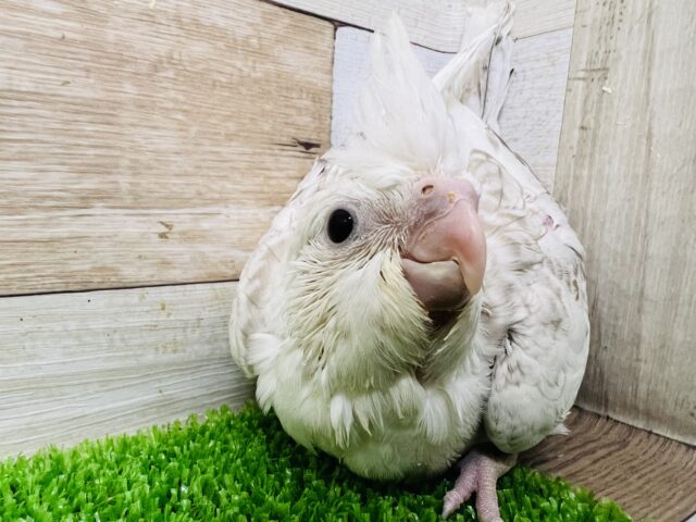 オカメインコ