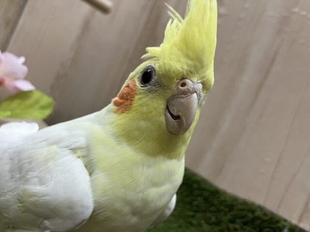 オカメインコ