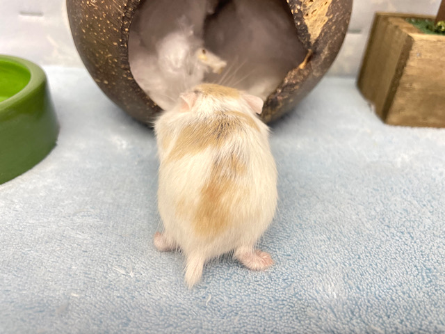 ロボロフスキーハムスター