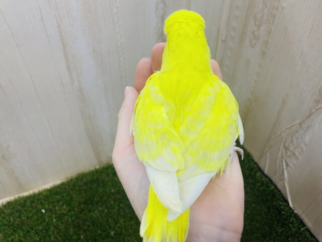 ジャンボセキセイインコ