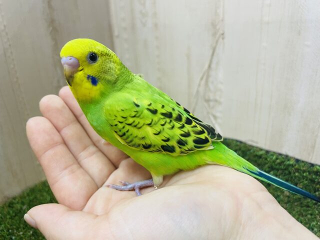 セキセイインコ