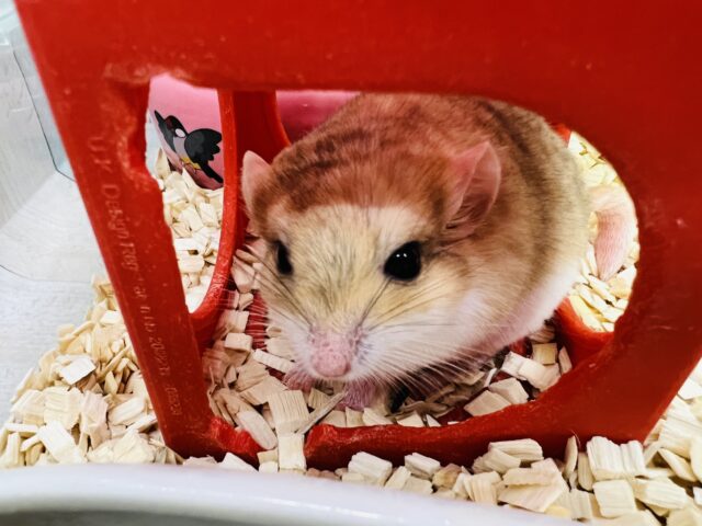 マカロニマウス（ファットテールジャービル、オブトアレチネズミ）