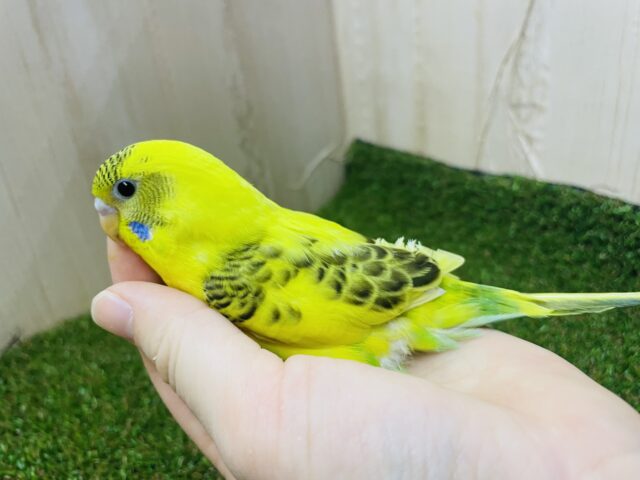 セキセイインコ