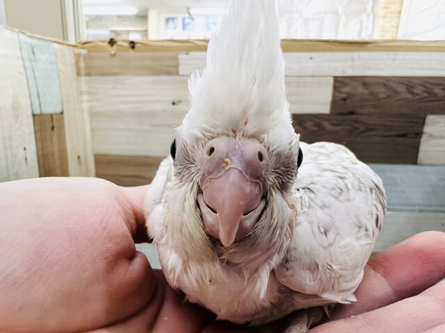 オカメインコ