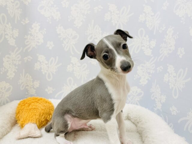 イタリアングレーハウンド