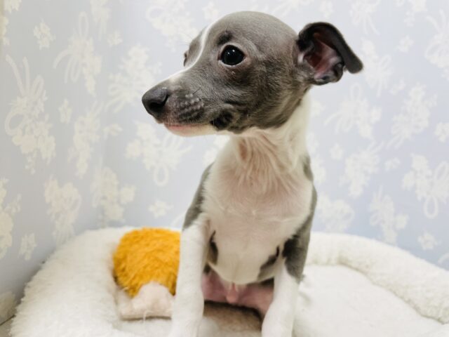 イタリアングレーハウンド