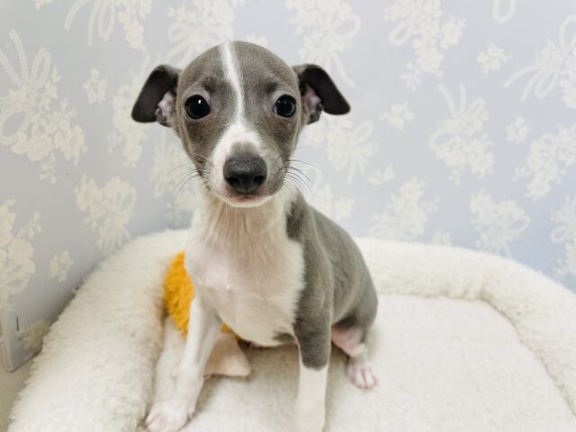 イタリアングレーハウンド