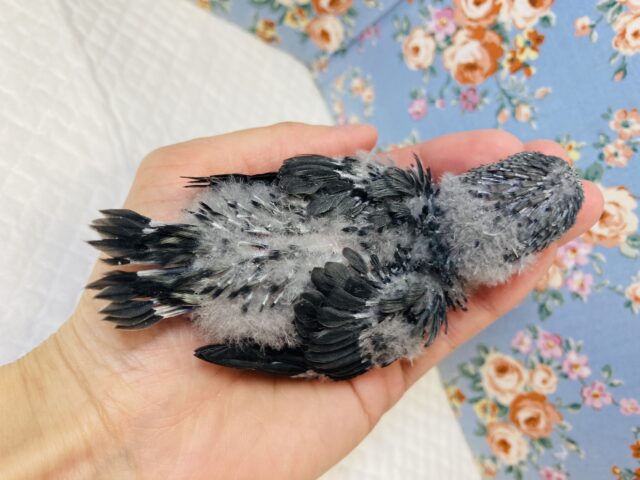サザナミインコ