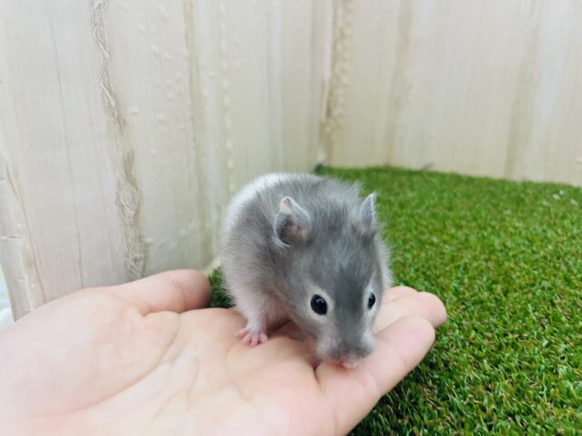 ゴールデンハムスター