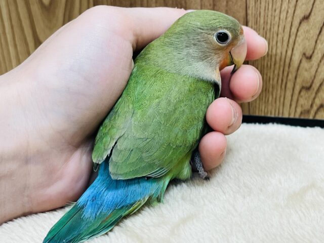 コザクラインコ（小桜インコ）