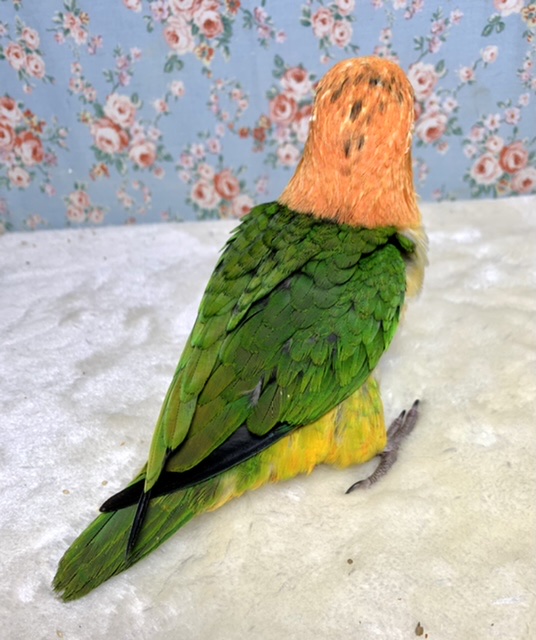 シロハラインコ