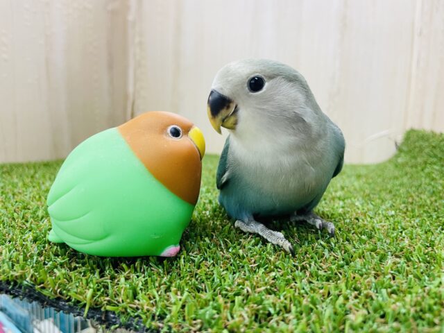 コザクラインコ（小桜インコ）