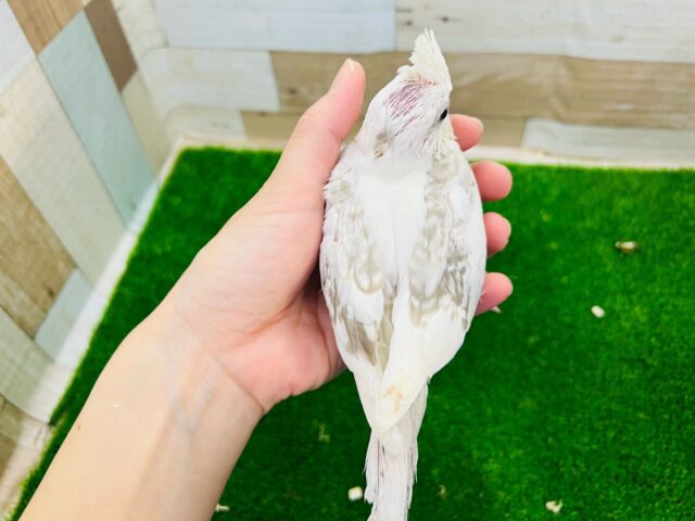 オカメインコ