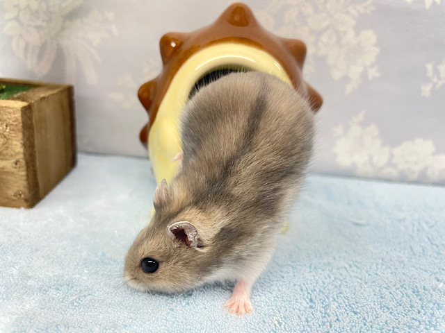 ジャンガリアン