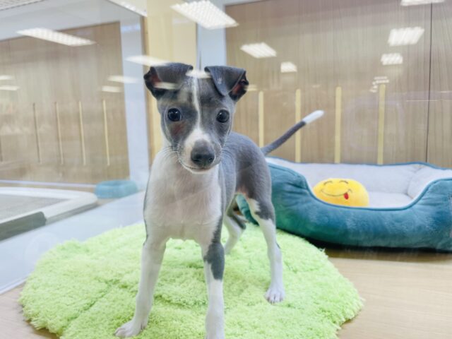 イタリアングレーハウンド