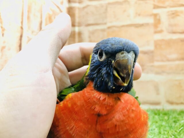 ゴシキセイガイインコ