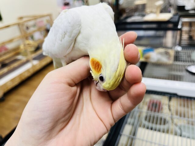 オカメインコ