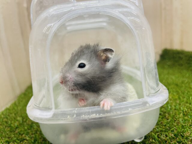 ゴールデンハムスター