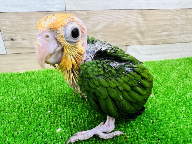 シロハラインコ