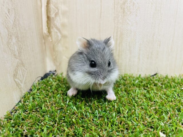 ロボロフスキーハムスター