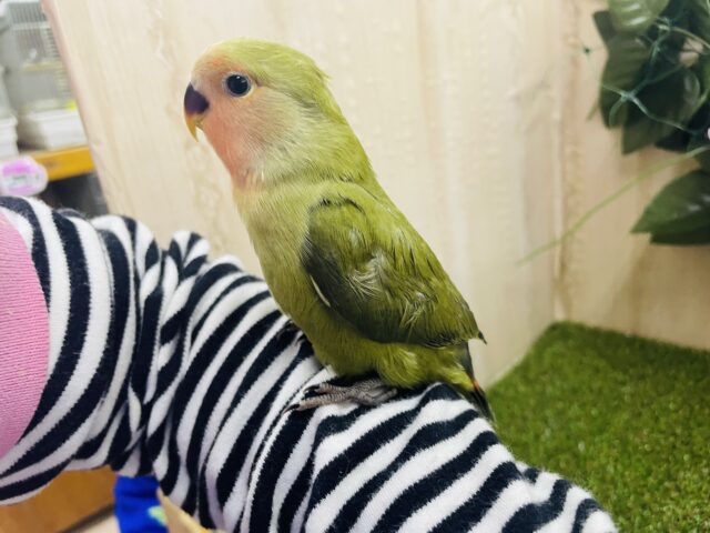 コザクラインコ（小桜インコ）