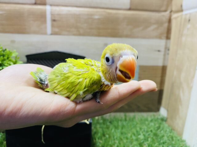 ヤマブキボタンインコ